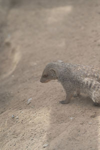 animal