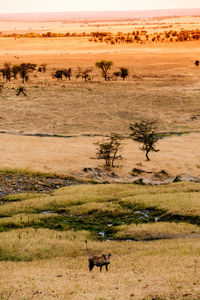 View of sheep on field