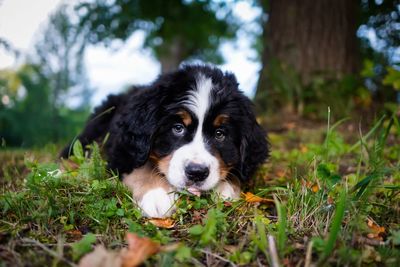 Swiss mountain puppy lying on grassy field against trees