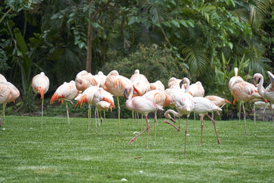 Flamingos in field