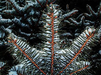 Close-up of pine tree branch during winter