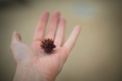Close-up of hand holding red flower