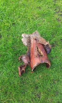 View of grassy field