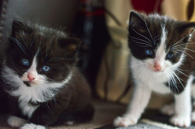 Two playful kittens, both black and white