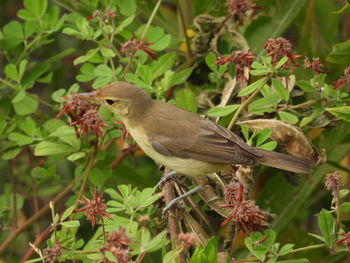 Close-up of bird perching on plant