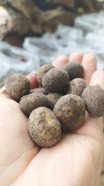 Close-up of hand holding blackberries