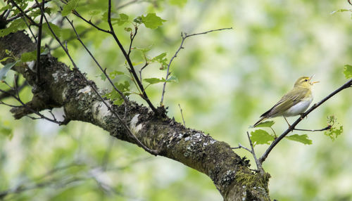 Low angle view of bird perching on branch