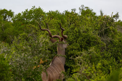 Greater strepsiceros kudu buck in the wild and savannah landscape of africa