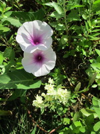 Close-up of purple flowers blooming outdoors