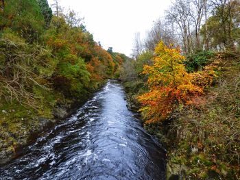 River flowing amidst trees in forest against sky