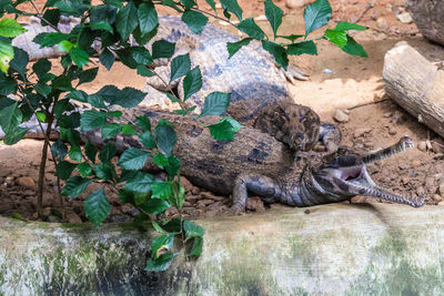 View of lizard on rock