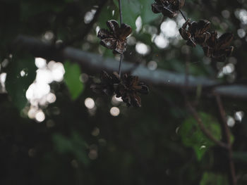Close-up of flowering plant against blurred background