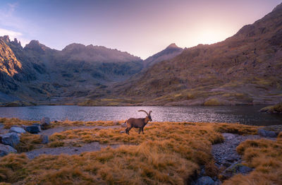 Horse standing in a lake