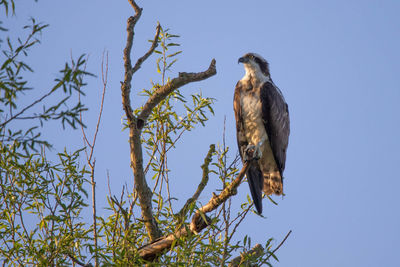 Low angle view of eagle perching on tree