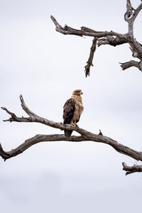 Low angle view of bird perching on branch against sky