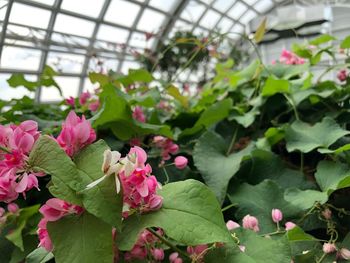 Close-up of pink flowering plants in greenhouse