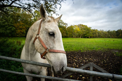 Horse standing in ranch