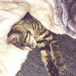 High angle view of cat sleeping on bed