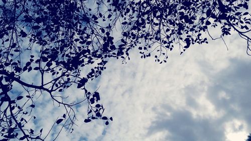 Low angle view of trees against cloudy sky