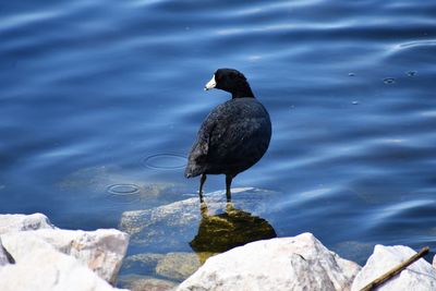 High angle view of bird perching on rock by lake