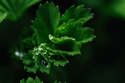 Close-up of water drops on plant