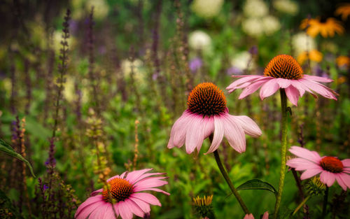 Close-up of pink flower