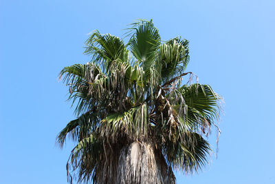 Low angle view of coconut palm tree against clear blue sky