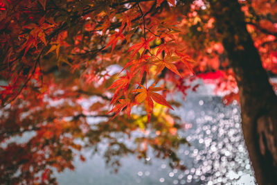 Close-up of maple leaves on tree