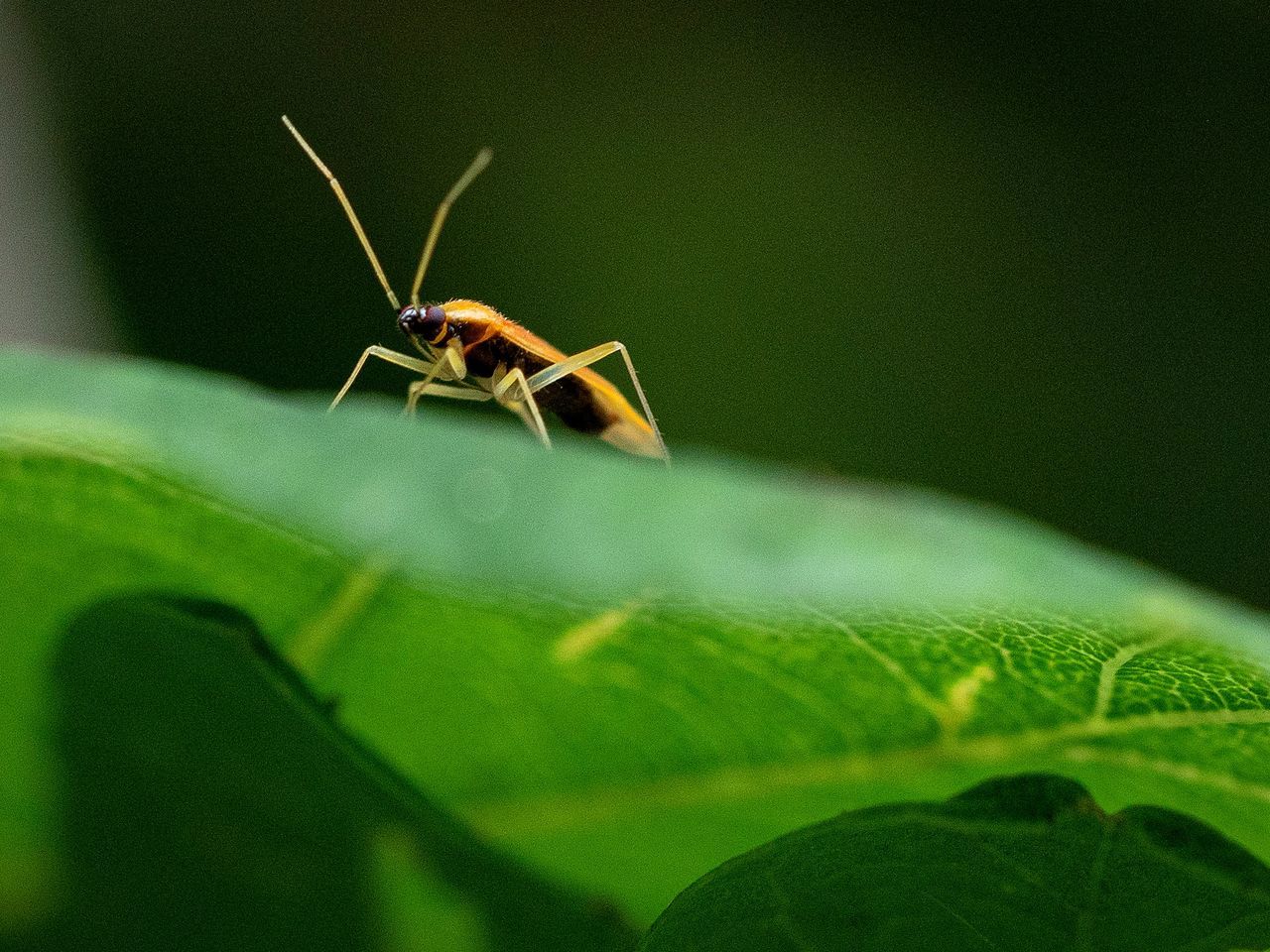 invertebrate, insect, plant part, leaf, animals in the wild, animal wildlife, one animal, animal themes, animal, green color, close-up, selective focus, nature, plant, day, no people, growth, beauty in nature, outdoors, animal body part