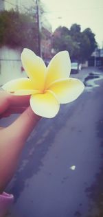 Close-up of hand holding yellow flower