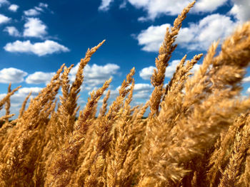 Close-up of wheat field against sky