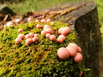 Close-up of mushrooms growing on tree