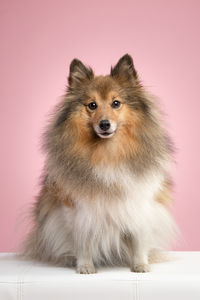 Pretty shetland sheepdog looking at the camera sitting on a pink background in a vertical image