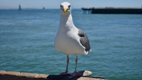 Close-up of seagull perching on sea
