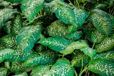 Full frame shot of green water