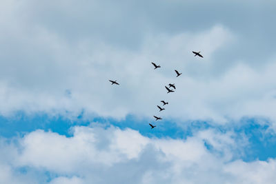 Low angle view of birds flying in sky