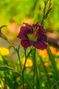 Close-up of purple flowering plant