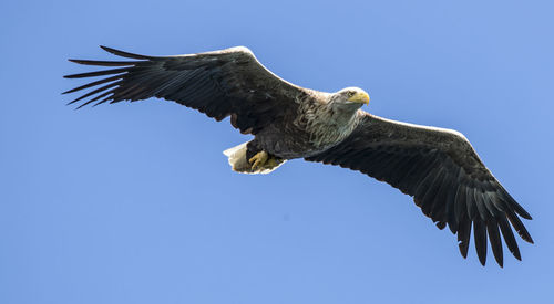 Low angle view of sea eagle flying against clear blue sky