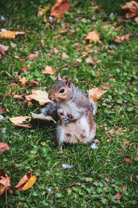 High angle view of squirrel on field