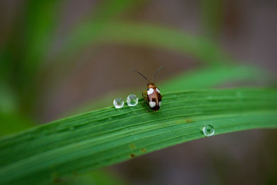 Close-up of insect on leaf