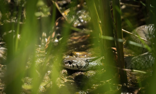 Close-up of frog on plant