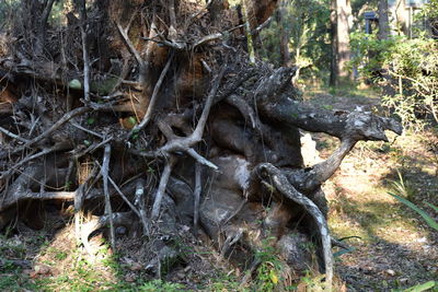 Trees in forest