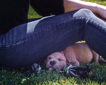 Rear view of dog lying on grass