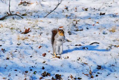 Squirrel in snow