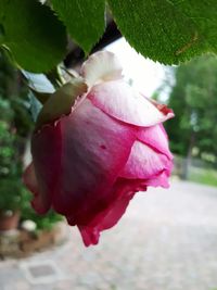 Close-up of pink flower