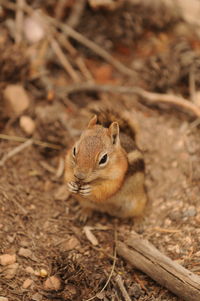 Close-up of squirrel on rock