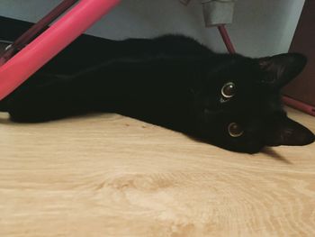 Portrait of black cat lying down on floor