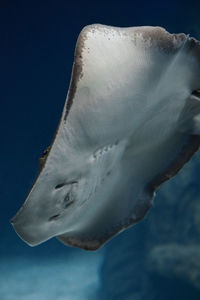 Close-up of fish swimming in sea