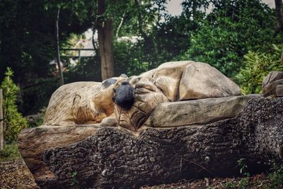 Lion resting in zoo