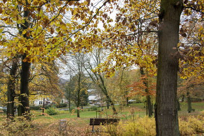 Trees on field during autumn